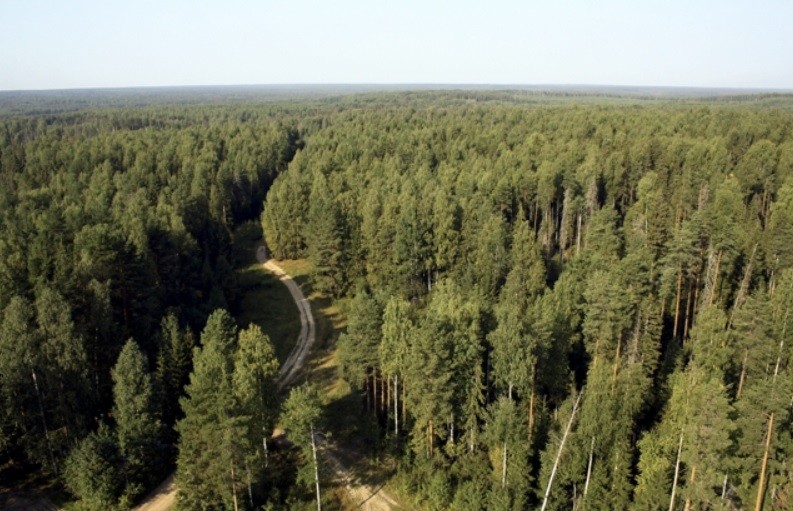 В Кирове продолжаются задержания за махинации в лесной сфере
