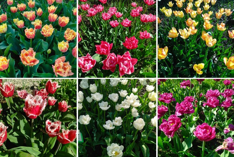 Мартовское тепло кировские тюльпаны не «разбудит»