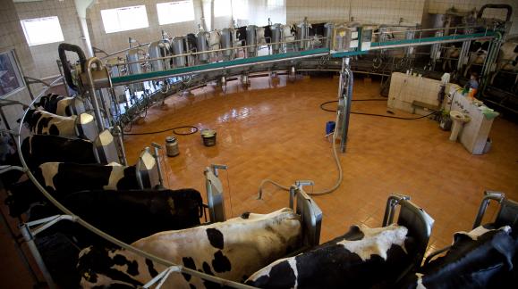 Молочная продукция Кирова: рост на 10% и новые успехи