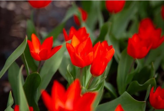 В Ботаническом саду ВятГУ расцветут 650 тюльпанов в честь юбилея Кирова