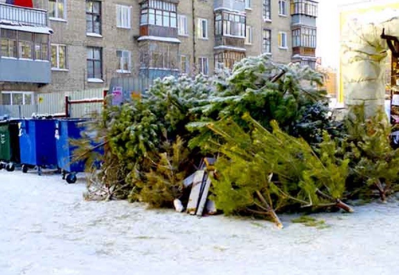 Кировчан просят не выбрасывать елки в мусорные контейнеры