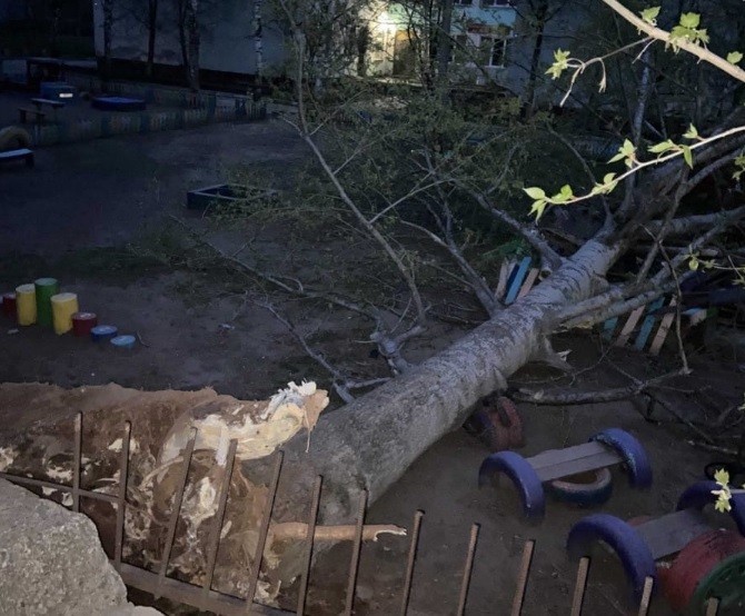 В детсаду в Кирове на площадку для прогулок упало старое дерево