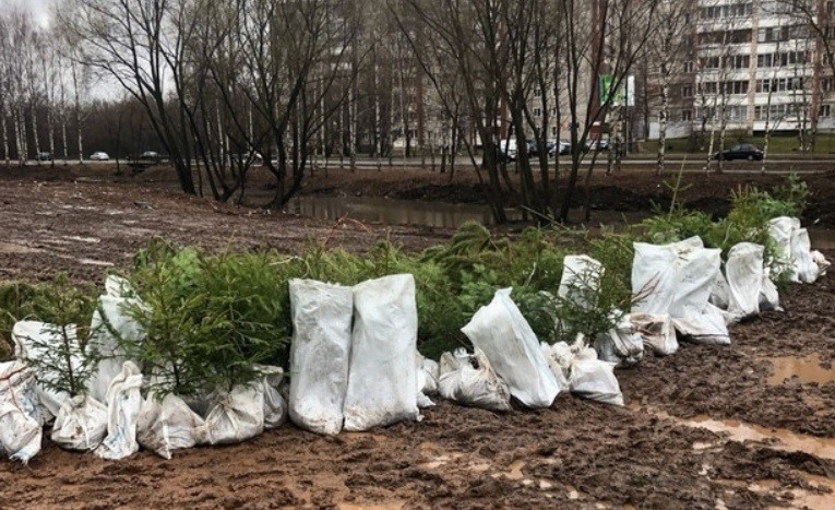 «Уткин парк» в Кирове начинают озеленять