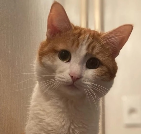 Ситуацию с котом Твиксом прокомментировал губернатор Соколов