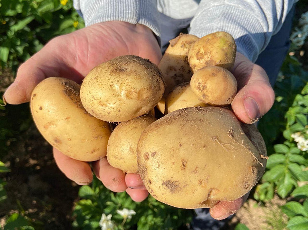 Урожайность картофеля и зерновых в Кировской области увеличилась на треть