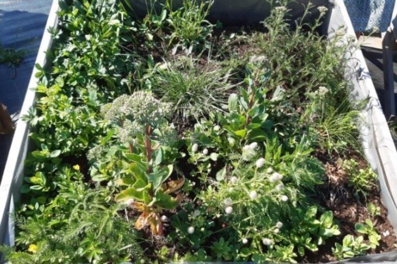 Ученые ВятГУ актуализировали технологию кровельного озеленения за счет использования растений местной флоры региона