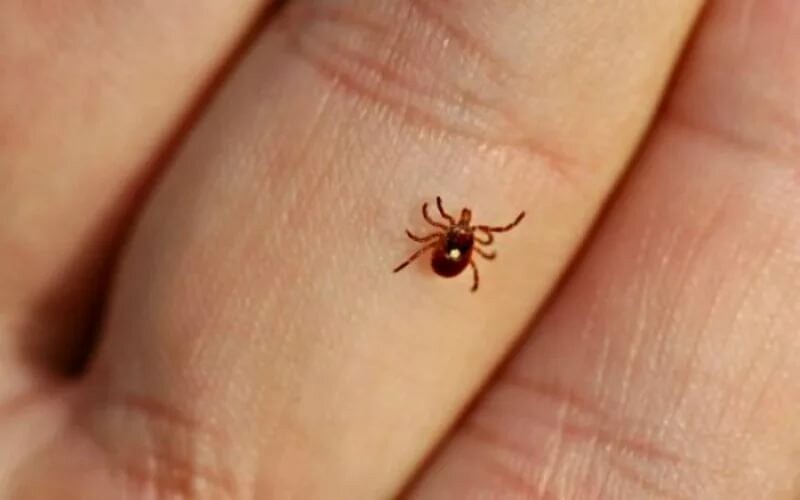 За неделю полторы тысячи кировчан пострадали от клещей