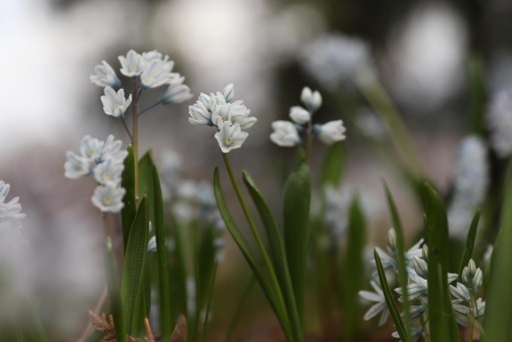 Миллион алых роз и не только: 1 мая Ботанический сад откроет двери для кировчан