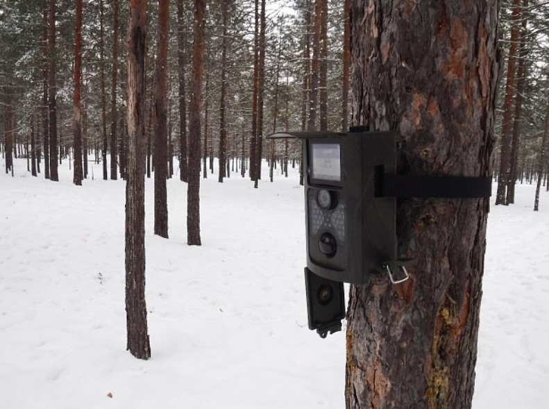 В лесах Кировской области установили фотоловушки