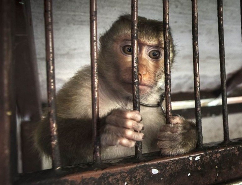 За плохие условия содержания животных организатор выставки-зоопарка в Кирове заплатит штраф