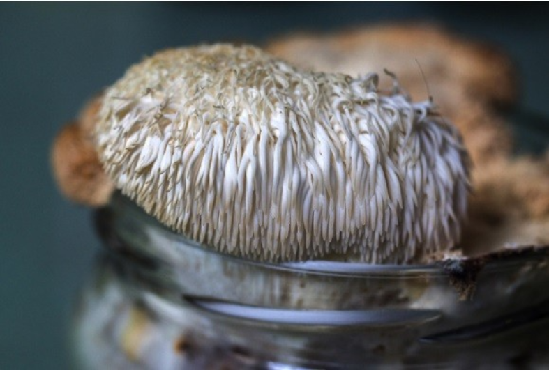 Ученые ВятГУ предложили свое решение проблемы загрязнения окружающей среды путем выращивания грибов