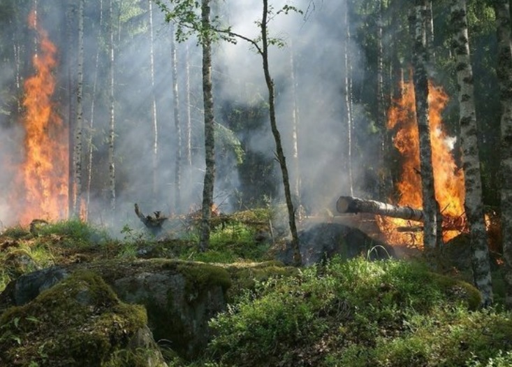 В Кировской области возбудили дело из-за лесного пожара с 6-миллионным ущербом