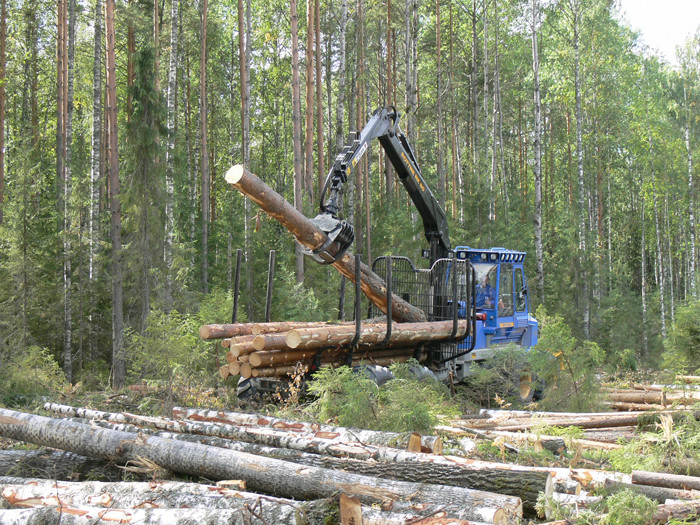 В 2021 году регион планирует заработать на лесе более 350 миллионов рублей