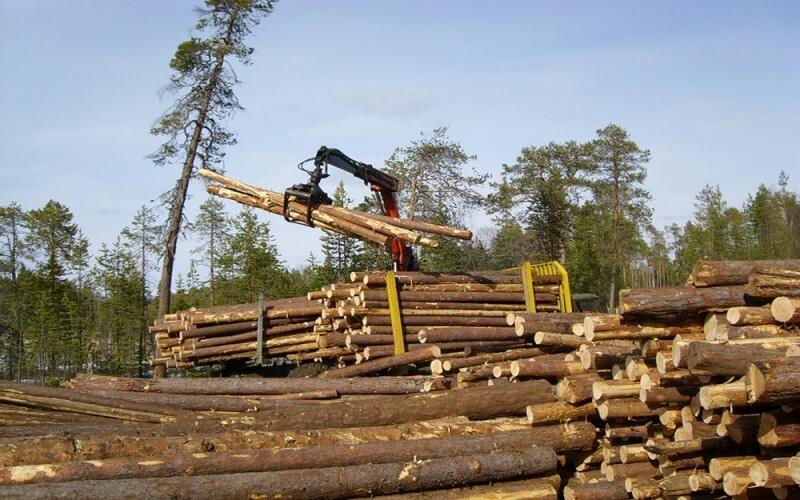 Государственную лесную компанию хотят создать в Кировской области