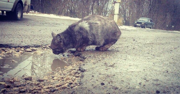 Кирову не избавиться от ям на дорогах