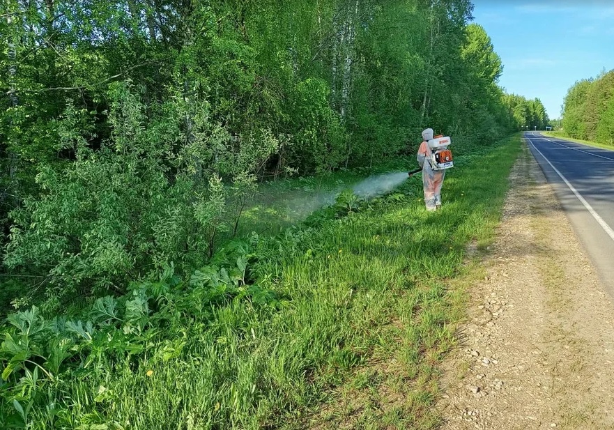 001 1 Борщевик 3.jpg