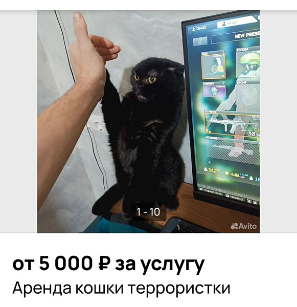 В Кирове сдают в аренду «кошку-террористку»