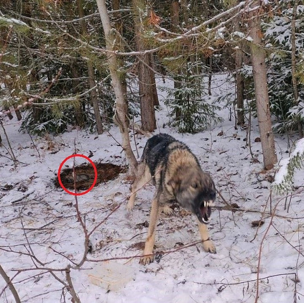 Привязанную к дереву собаку с новорождённым щенком нашли в Слободском районе