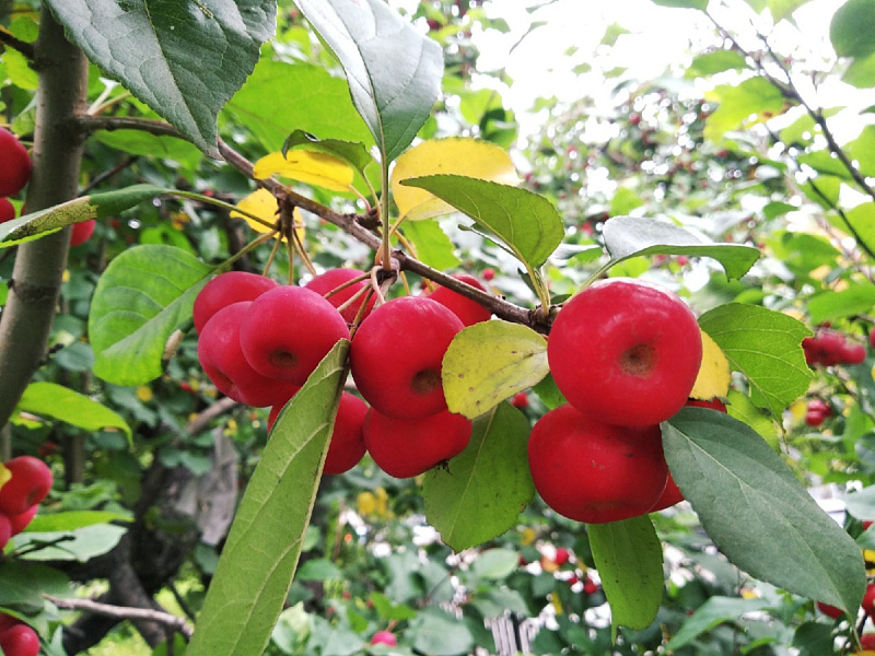 На 26% вырос объем импорта фруктов в Кировскую область