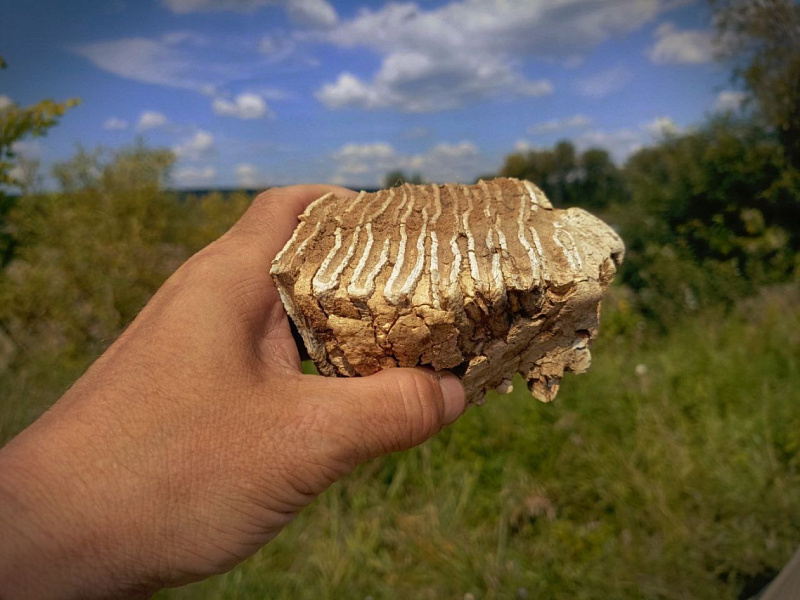 Палеонтологи нашли зубы древних животных на юго-востоке Кировской области  
