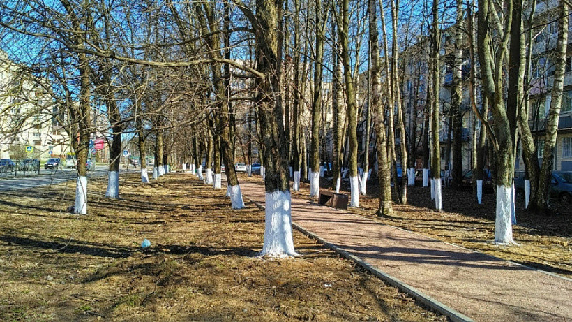 В Кирове наконец перестанут тратить деньги на побелку деревьев