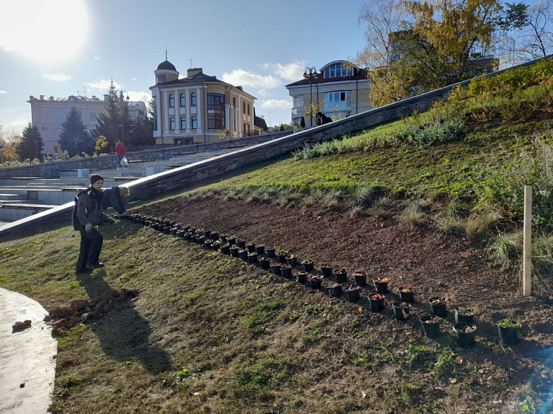 На Набережной Грина высадили тюльпаны