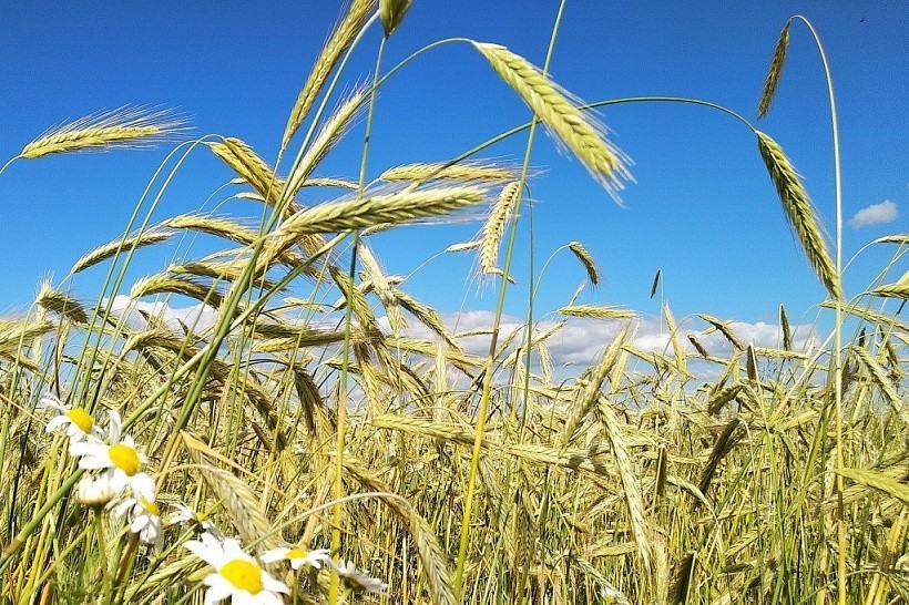 Из-за засухи в Кировской области будет низкая урожайность