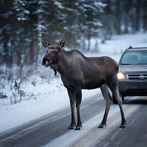 Где в Кировской области чаще всего происходят ДТП с дикими животными?