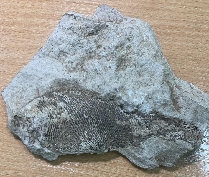 Ученые в Кирове определили возраст найденной окаменелой рыбы