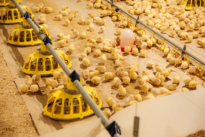 «АКТИОН-АГРО» достигло мирового уровня эффективности работы по выращиванию цыпленка-бройлера