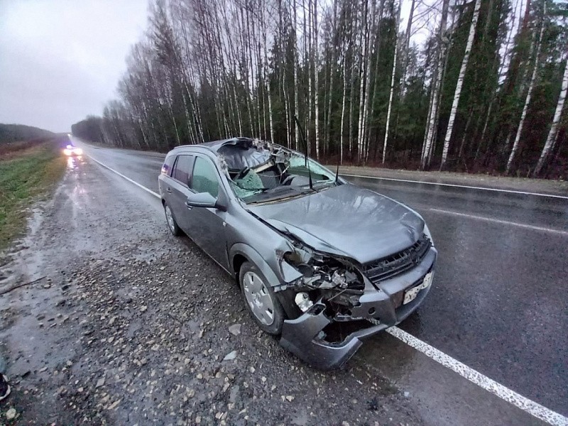 Водитель иномарки в Кировской области получил травмы в ДТП с  лосем
