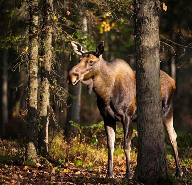 Действовавших более 10 лет браконьеров осудили в Кировской области
