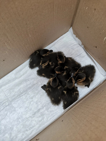 В Кирове спасли три утиных семейства