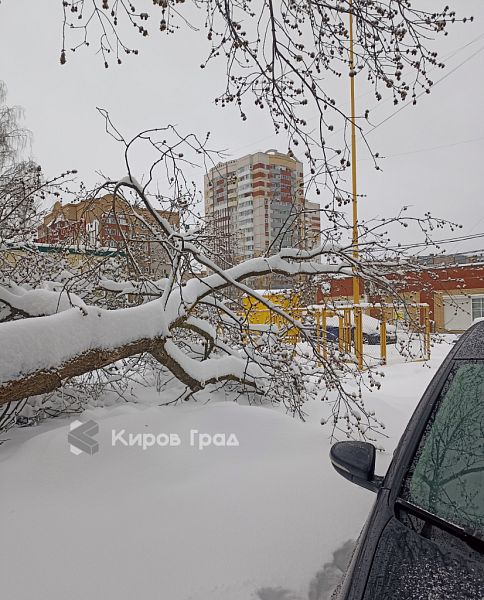 Снегопад и ветра повалили деревья в Кирове