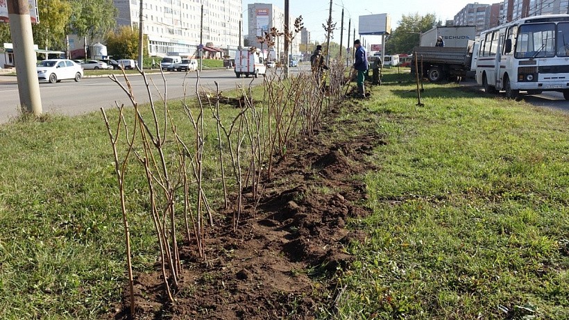 На улице Московской высаживают зеленую изгородь