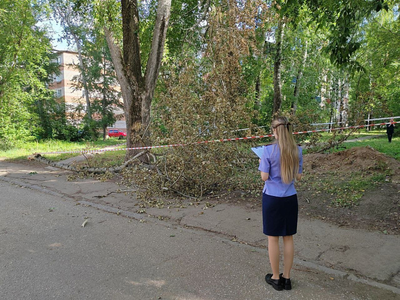 В Кирово-Чепецке маленькую девочку убило упавшей с дерева веткой