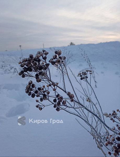 Новогодние праздники в Кировской области оказались тёплыми и снежными