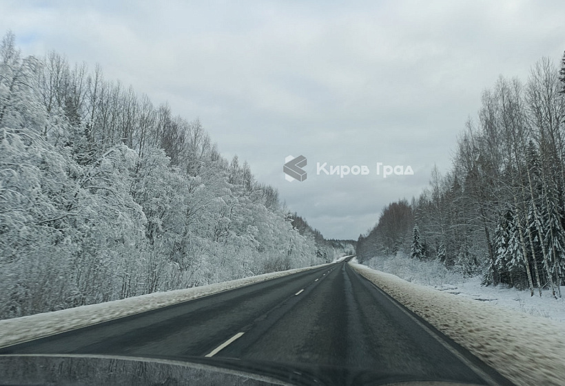 В Кировской области ДТП с дикими животными стало меньше