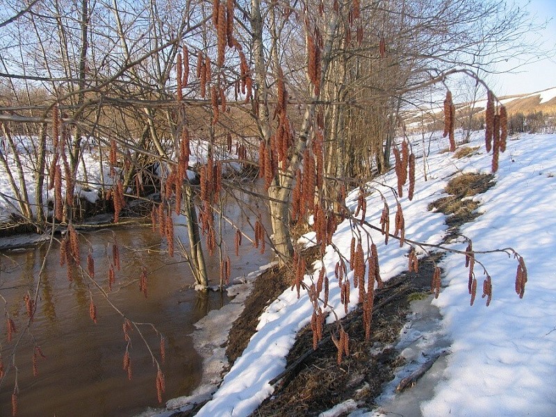 Март в Кировской области бьет температурные рекорды