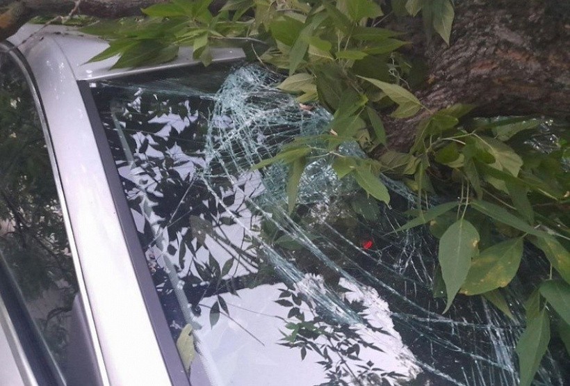 В Кирове аварийное дерево упало на 5 припаркованных машин