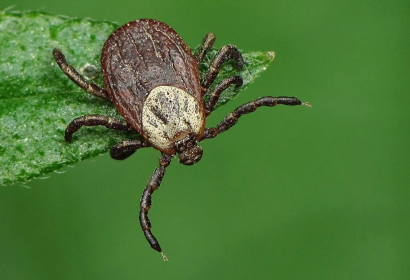 Клещи в Кировской области оказались одними из самых арессивных в стране
