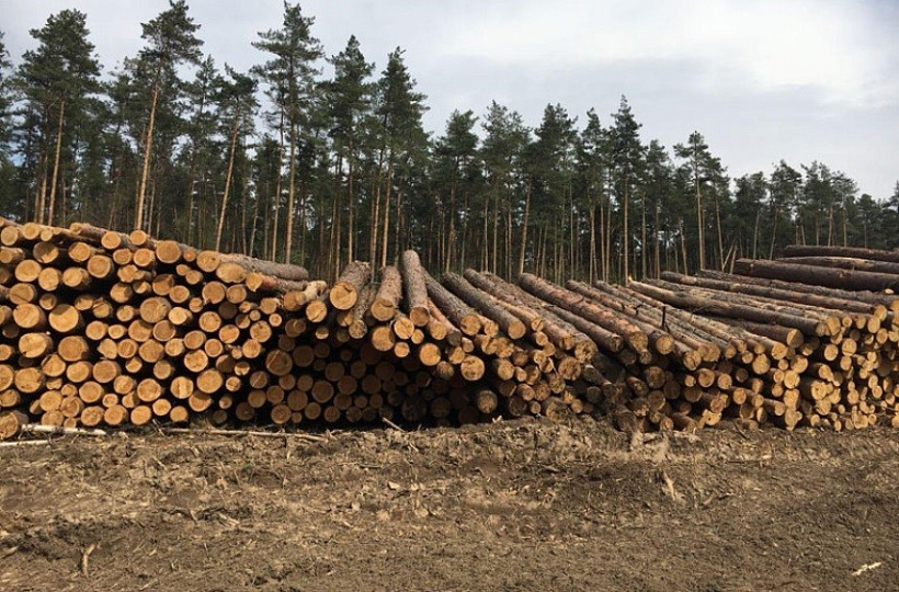 На 16% упал объем производства в деревоперерабатывающей отрасли
