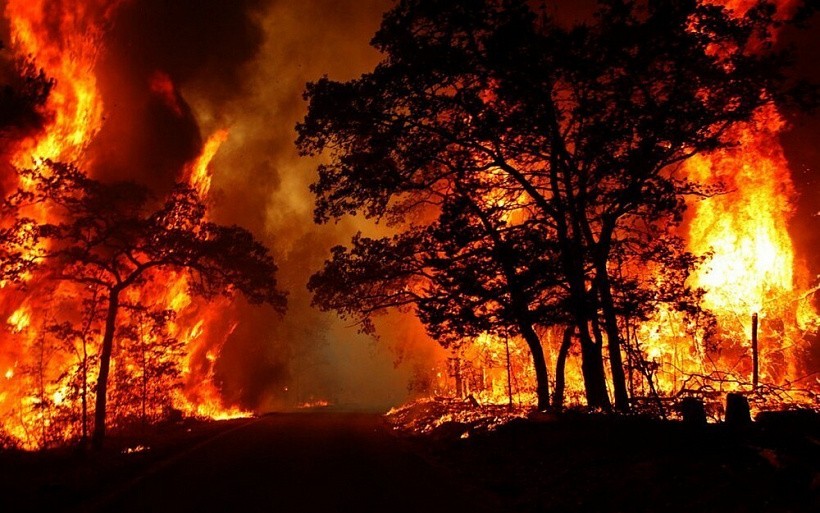 В Кировской области осудили жителя, устроившего лесной пожар