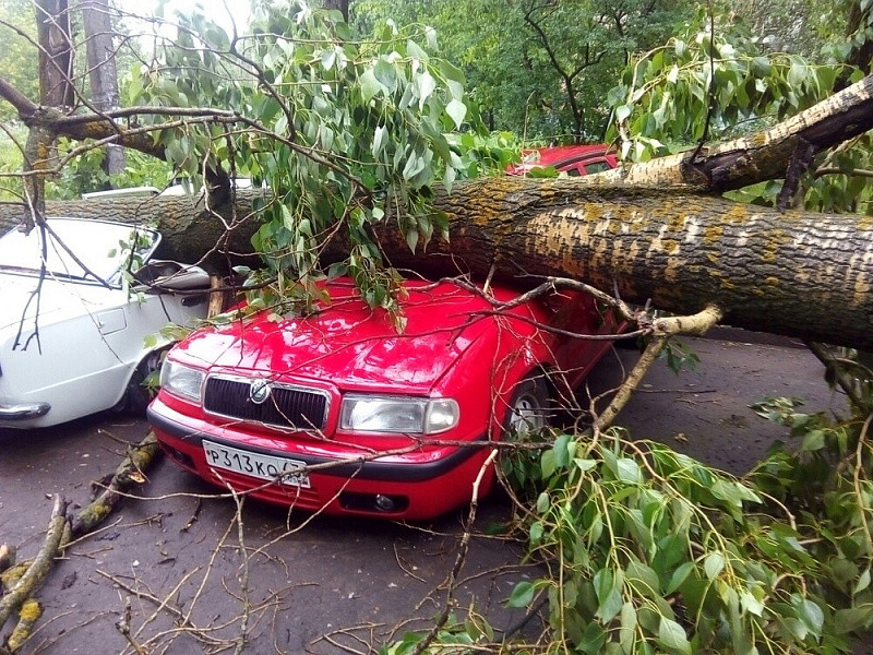 В Кирове во время грозы дерево упало на человека 