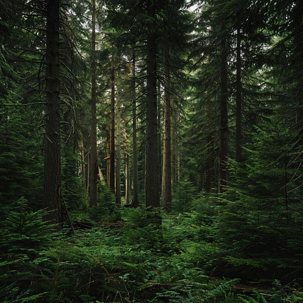 7-летний мальчик провёл ночь в лесу в Кировской области