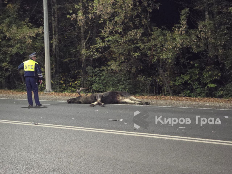 Сбили дикое животное. Что делать? 