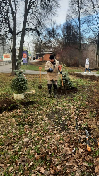 В кировском сквере высадили голубые ели