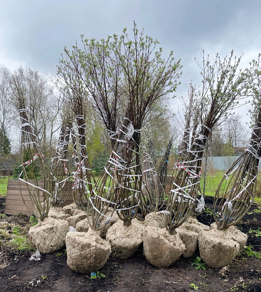 600 деревьев посадят в этом году в Кирове