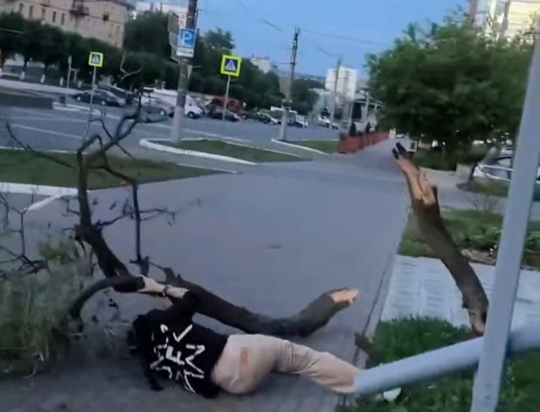 В Кирове ищут вандалов, которые сломали дерево и выкопали цветы