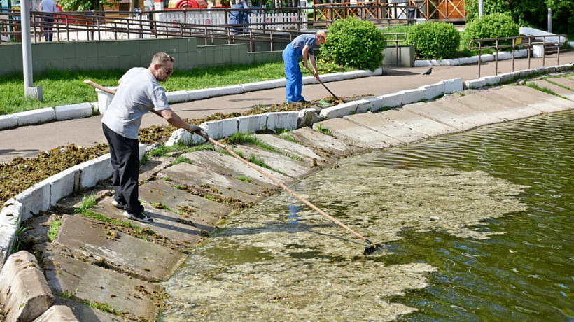 Пруд цирка в Кирове будут чистить с помощью микробов